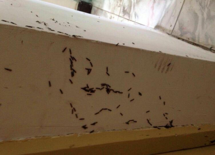珠海白蚁防治中心提醒:如果白蚁飞入房屋怎