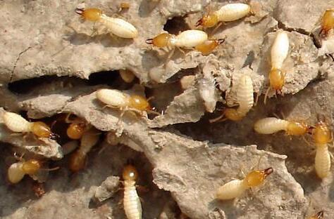 珠海白蚁防治所谈常见白蚁危害的种类区分