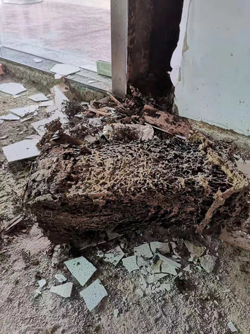 珠海白蚁公司消杀白蚁的哪几种方法