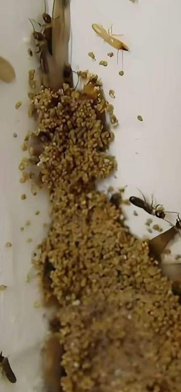 如何发现珠海自己家庭白蚁 如何发现珠海自己家庭白蚁